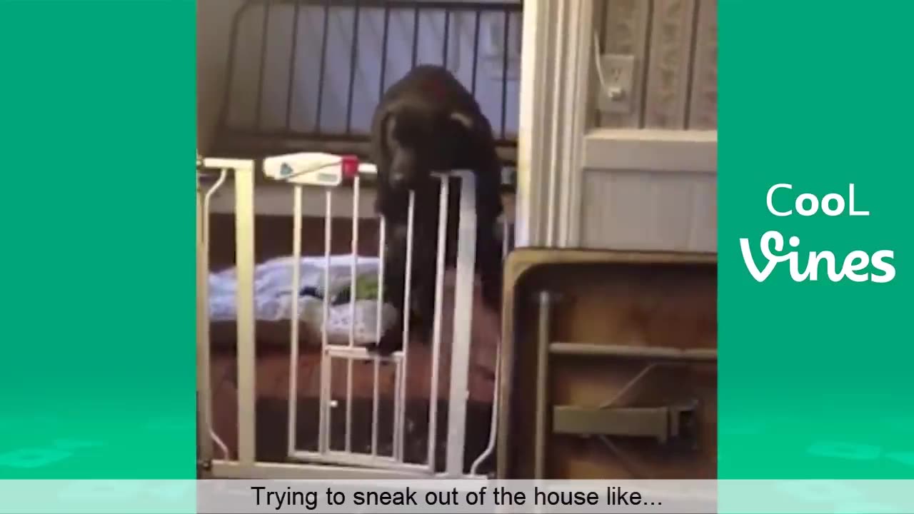 Try Not To Laugh Challenge - Funny Cat & Dog Vines compilation.