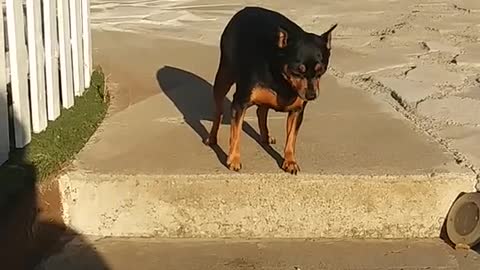 Dog walking down the runway