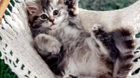 kittens cute lov