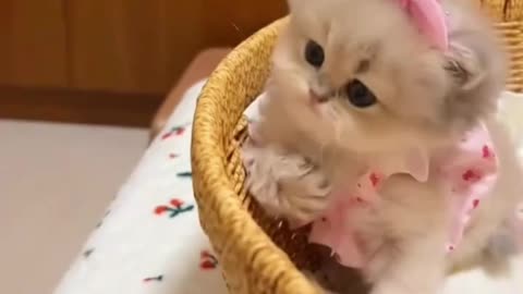 Cute baby animals, Kittens