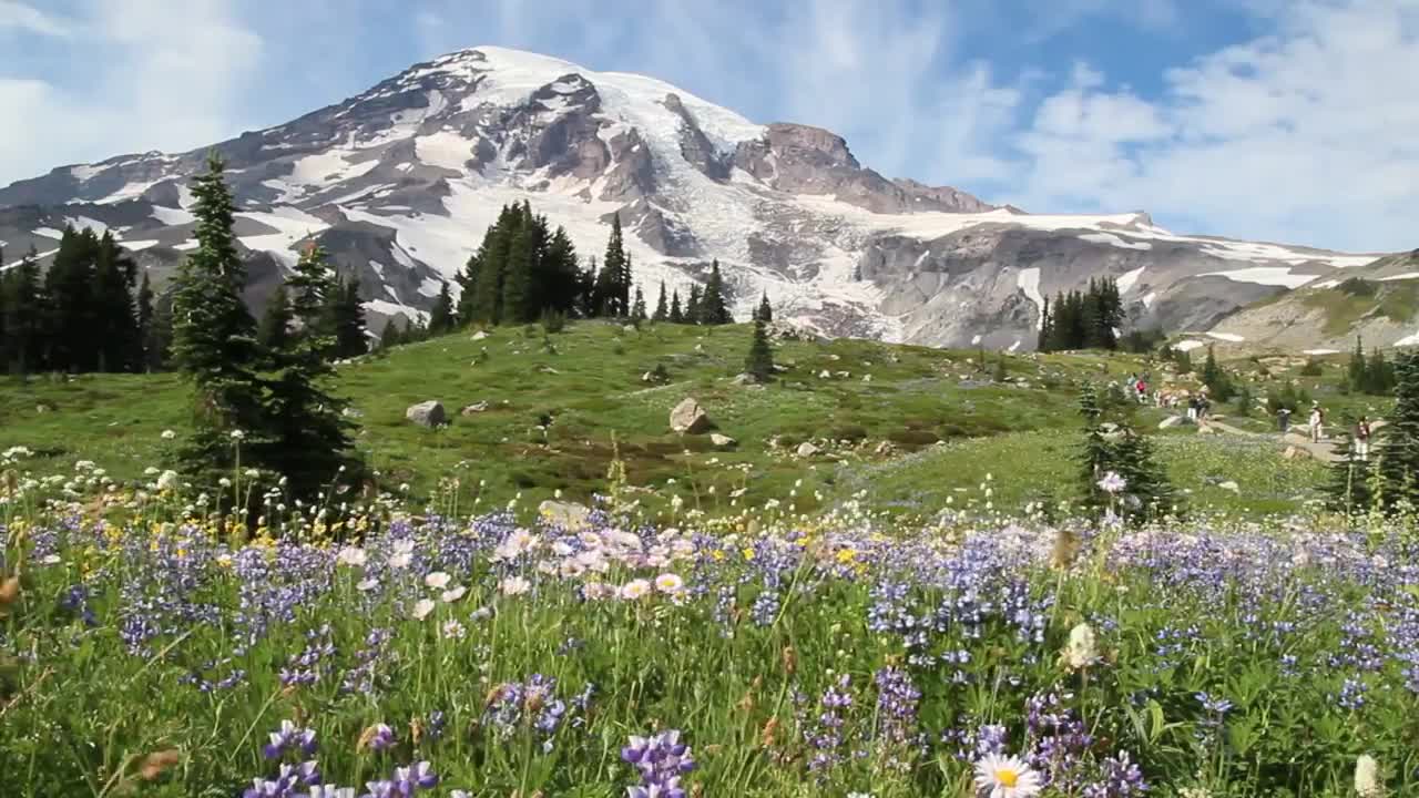 RainierFlowers720p