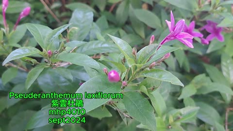 Pseuderanthemum laxiflorum #紫雲杜鵑 mhp4010 sept2024