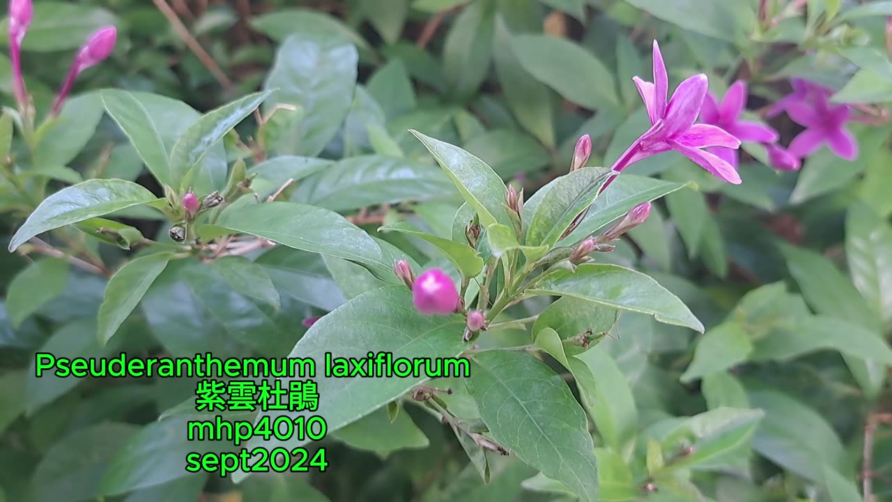 Pseuderanthemum laxiflorum #紫雲杜鵑 mhp4010 sept2024