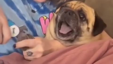 Screaming Pug