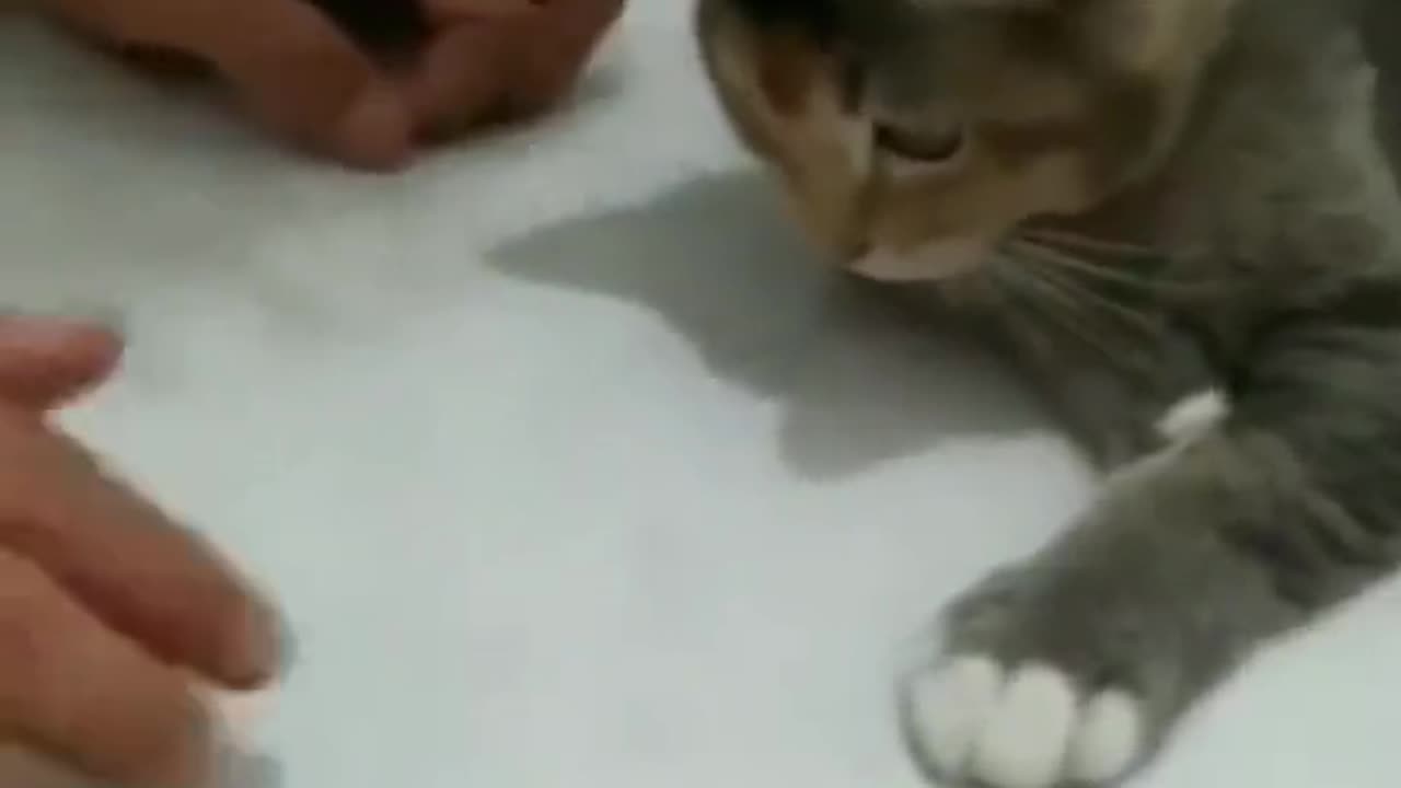 This cat is a quick learner