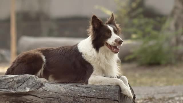 Cute little puppy sitting on the wood