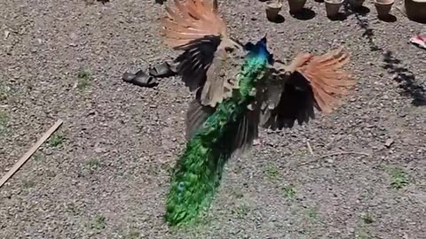 Beautiful bird 😍 Peacock