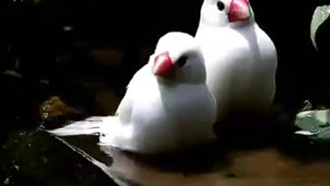 Good Morning 🌄 Cute Birds