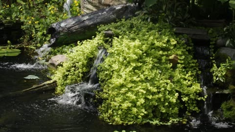 koi and goldfish pond 210705 new waterfall log