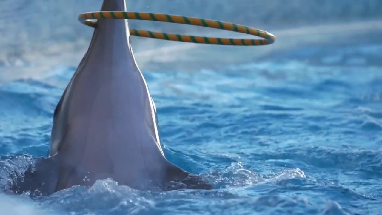 Dolfin funny moments