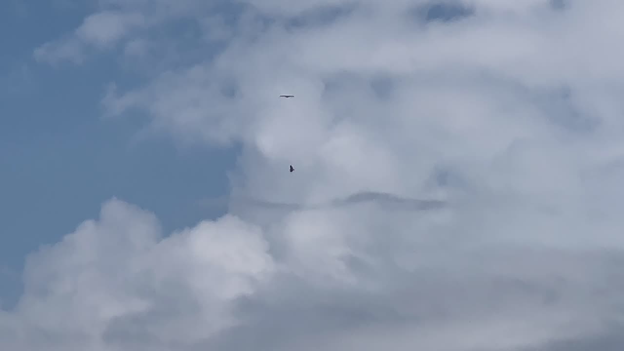 Red-Tailed Hawks hovering over pigeons