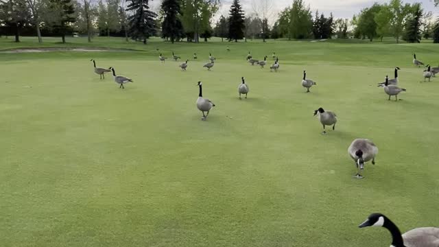 Goose tribe in the garden