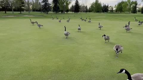 Goose tribe in the garden