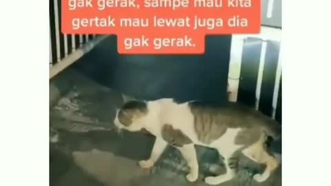 udah kucing oren