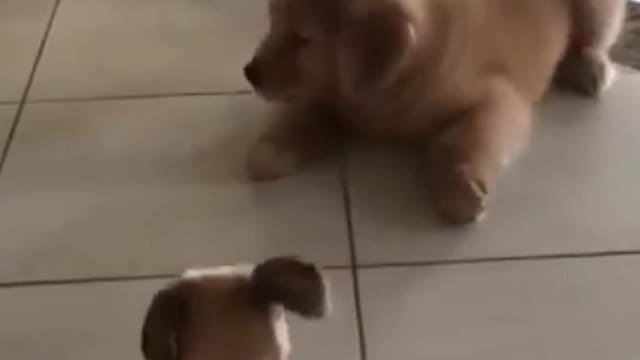 Cute baby animal funny videos 😊 So nice