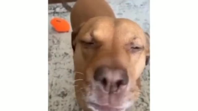 A dog's daily routine