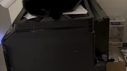 Adopting a Cat from a Shelter Vlog - Cute Precious Piper is an Office Printer Protector #shorts