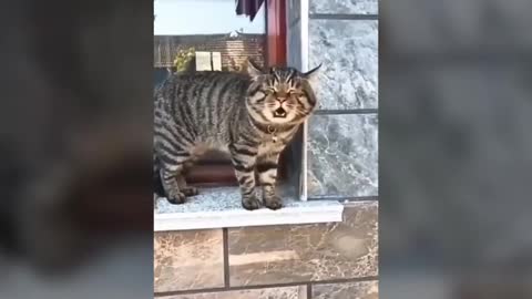 Funny cats I try not to laugh