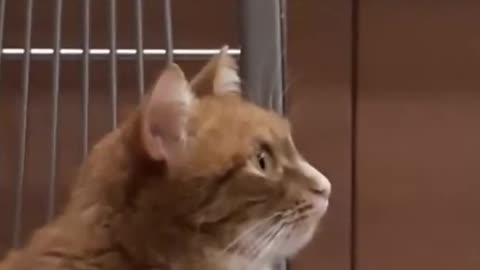 Funny cat videos😆 Funny animal videos - Funny animals 164