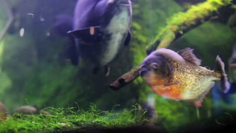 Free Stock Footage - free stock videos for commercial use [Fish and Moss in Fish Tank]