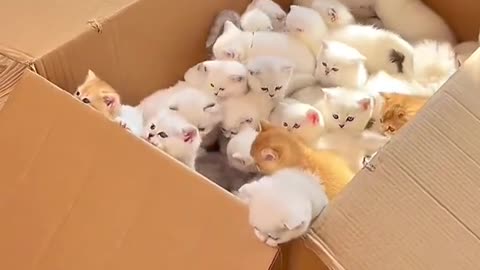 Cute cats