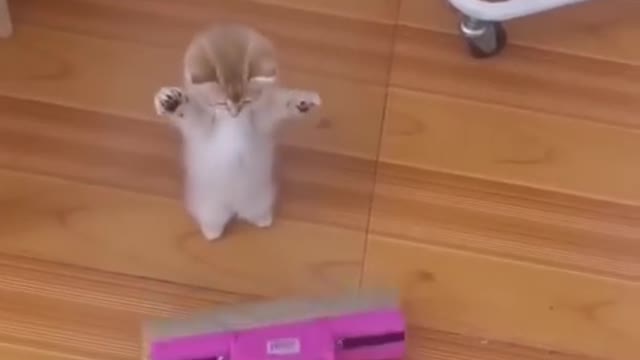 Funniest Cats and Dogs 🐶🐱 _ Funny Animal Videos #20