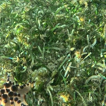 Starfish Snorkeling Adventure: A Dip Beneath the Waves