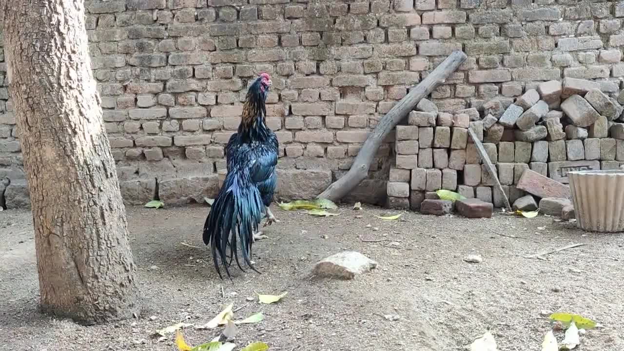 BIG Rooster Chicken(Black MURGA) Parrot Beak Long Tail Aseel Murga