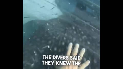 These scuba divers saved 5 massive whale sharks 😱