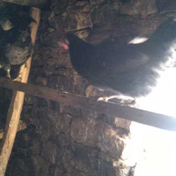 Короновирус в курятнике