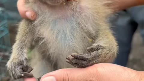 monkey