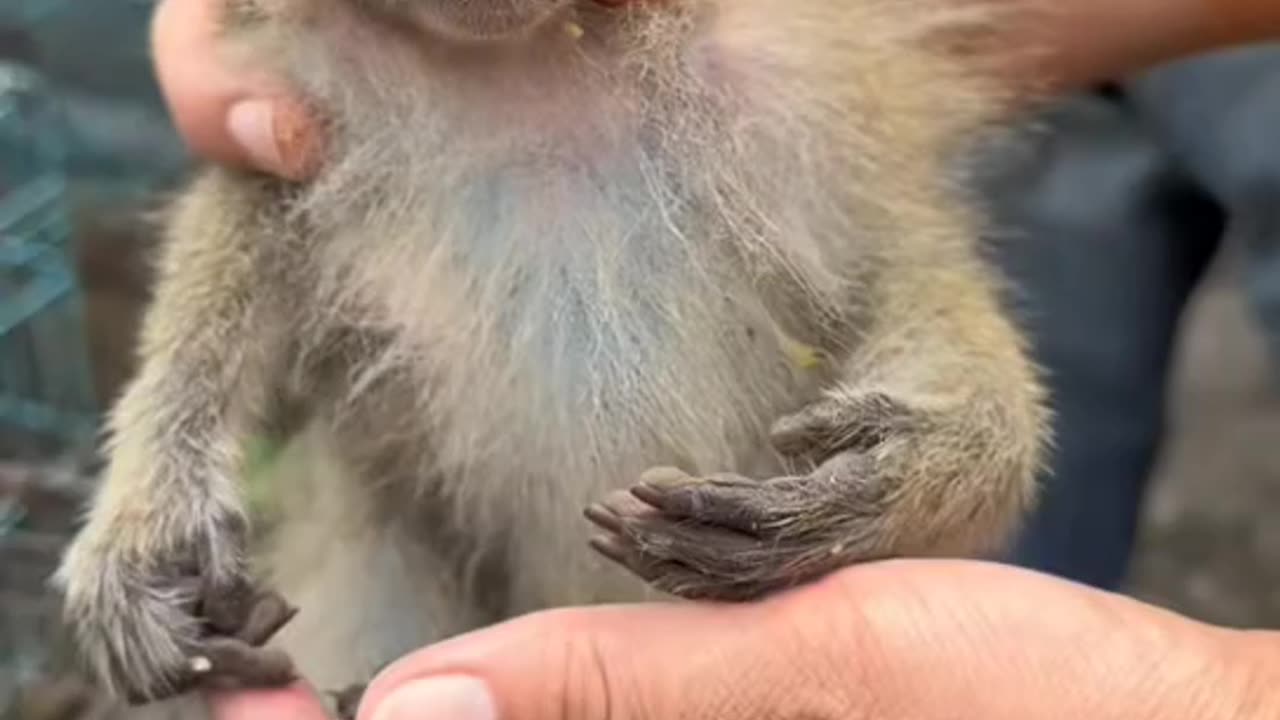 monkey