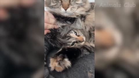 Cat new funny video 🤣🤣🤣🤣