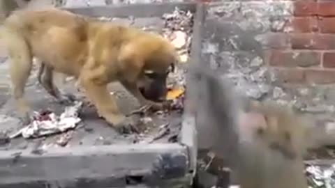 Monkey teasing puppy