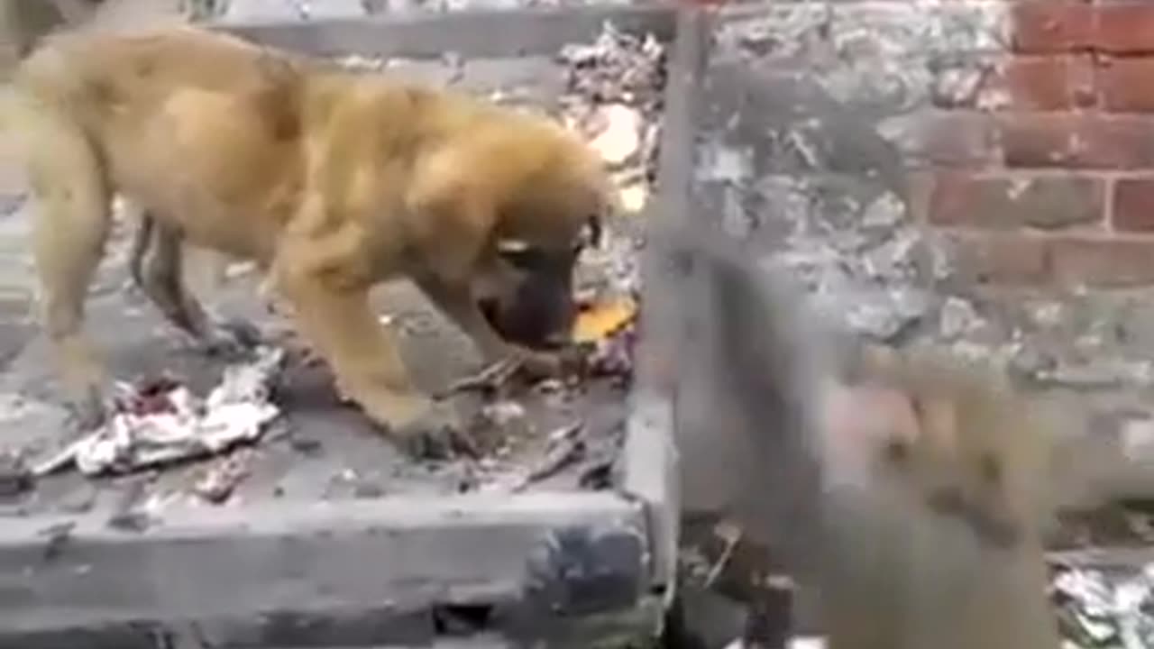 Monkey teasing puppy