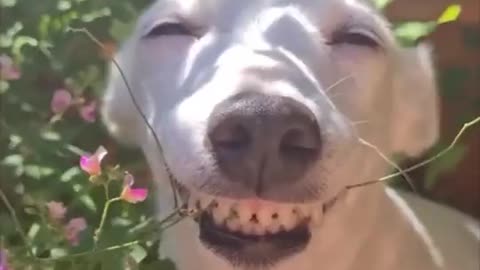 Animal Laugh video