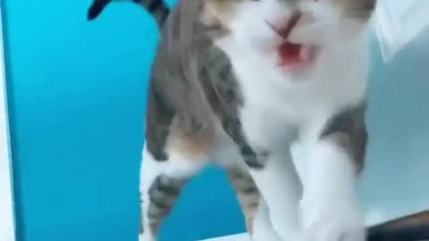 Cat Funny Videos...( 😂 ❤️😂🔥) #catlove#love