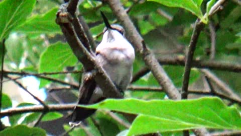 Hummingbird
