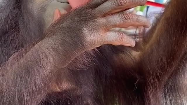 orangutans