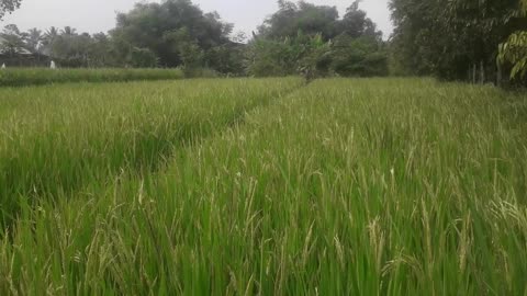 Green farmer indonesia