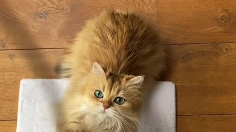 Smart cat, look what you're doing