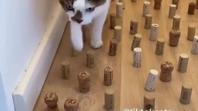 Daily cat video - 15