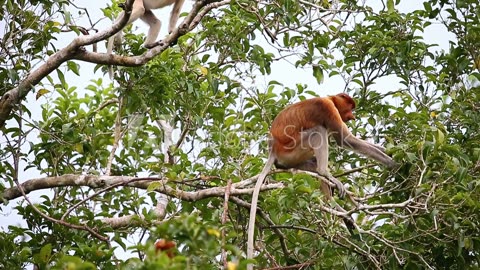 Cute Kalimantan Long Nose Monkey Plush Toy