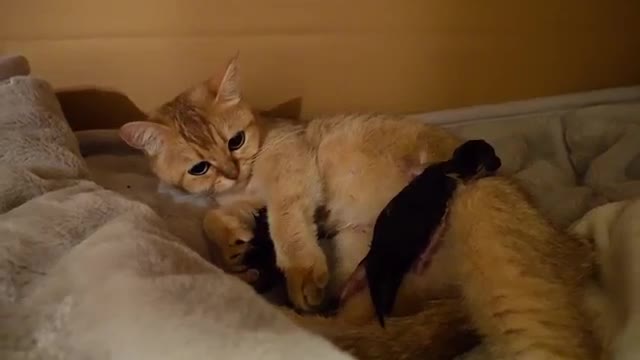 Mother Cat Mimi Giving Birth to 3 kittens