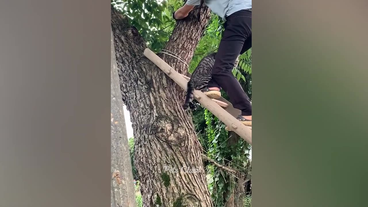 Funny pets