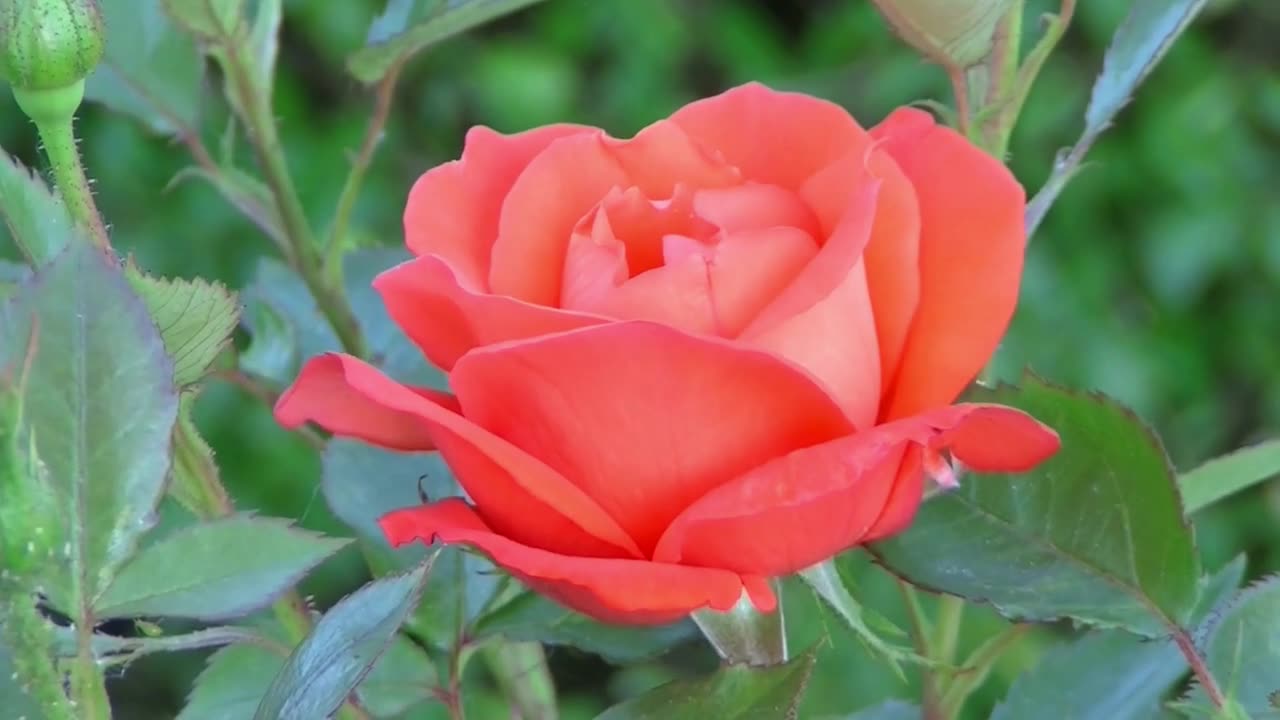 Red Rose opening up his petals