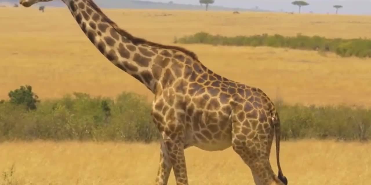 Giraffes are the tallest land animals