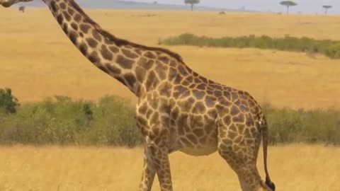 Giraffes are the tallest land animals