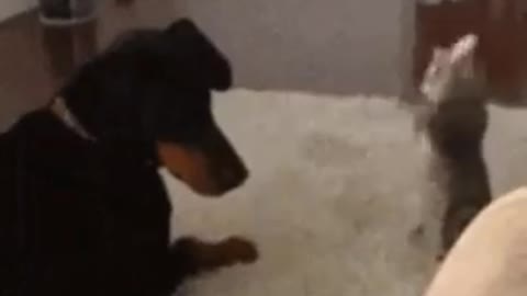 Cat playing with dog