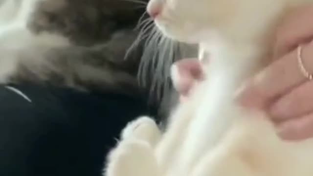 Your Cat is not like this?